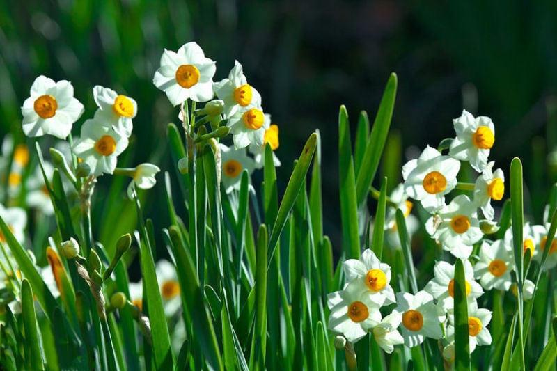 水仙花种球盆栽水养植物室内水培四季开花桌面风信子洋水仙花