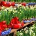 水仙花种球盆栽水养植物室内水培四季开花桌面风信子洋水仙花