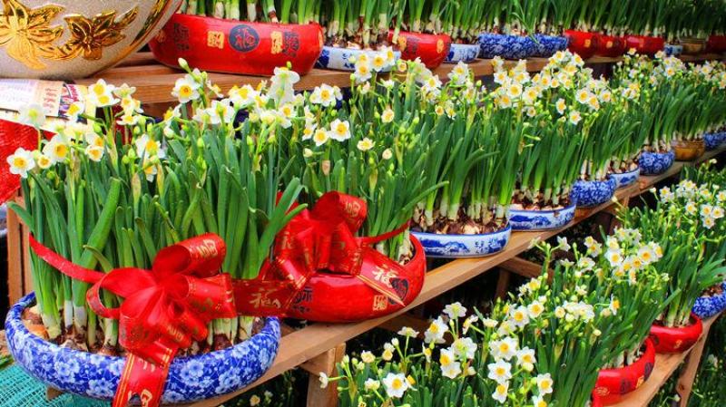 水仙花种球盆栽水养植物室内水培四季开花桌面风信子洋水仙花