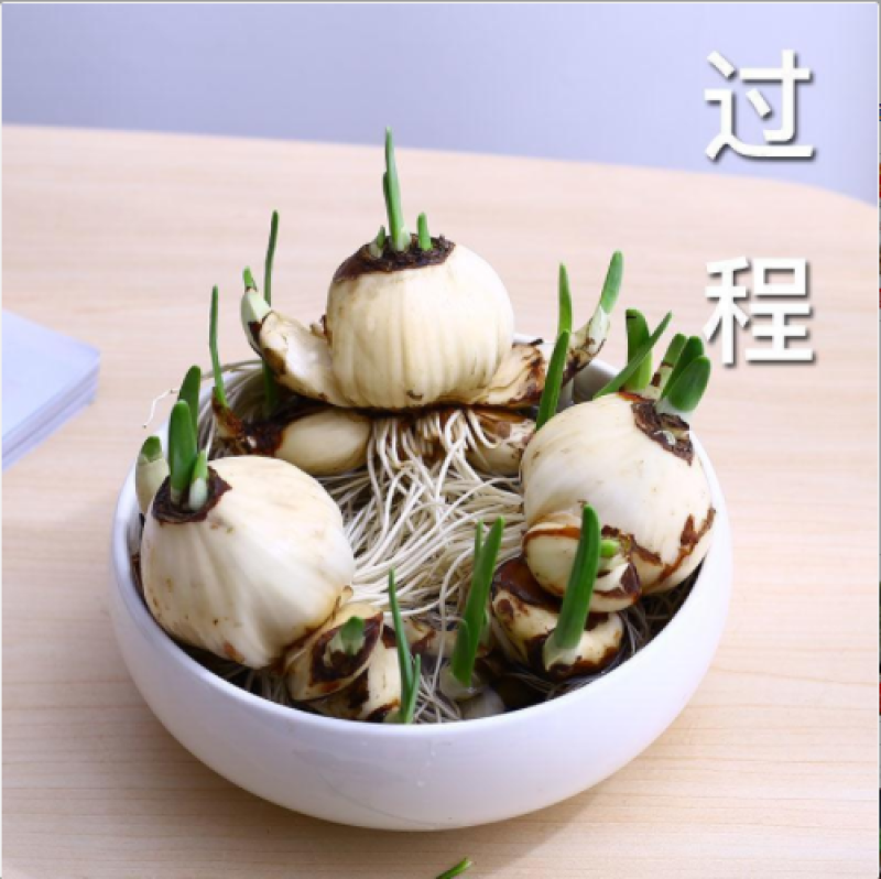 水仙花种球盆栽水养植物室内水培四季开花桌面风信子洋水仙花