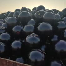 莘县长期现货大量供应圆型紫光茄子，欢迎合作洽谈！