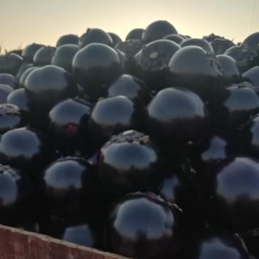 莘县长期现货大量供应圆型紫光茄子，欢迎合作洽谈！