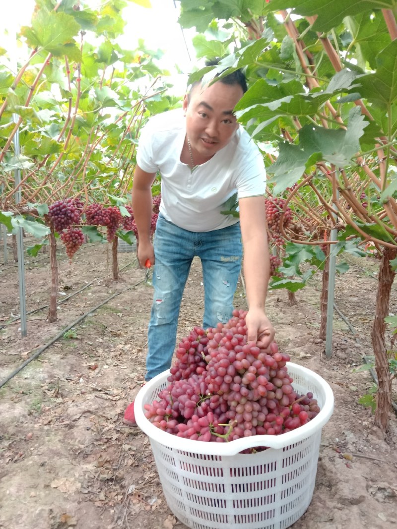 西昌克伦生葡萄，脆甜，耐存，深受各地朋友们的喜爱！