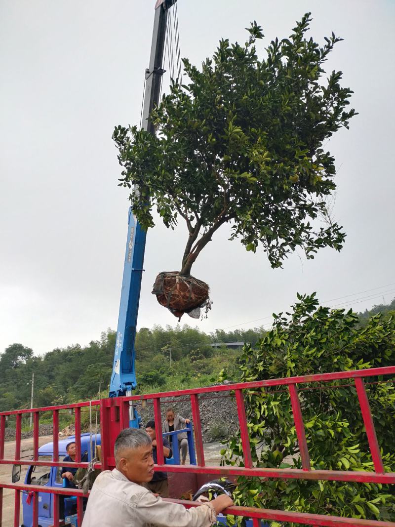 湖南郴州柚子树，广东柚子树，沙田柚，品种齐全提供技术指导