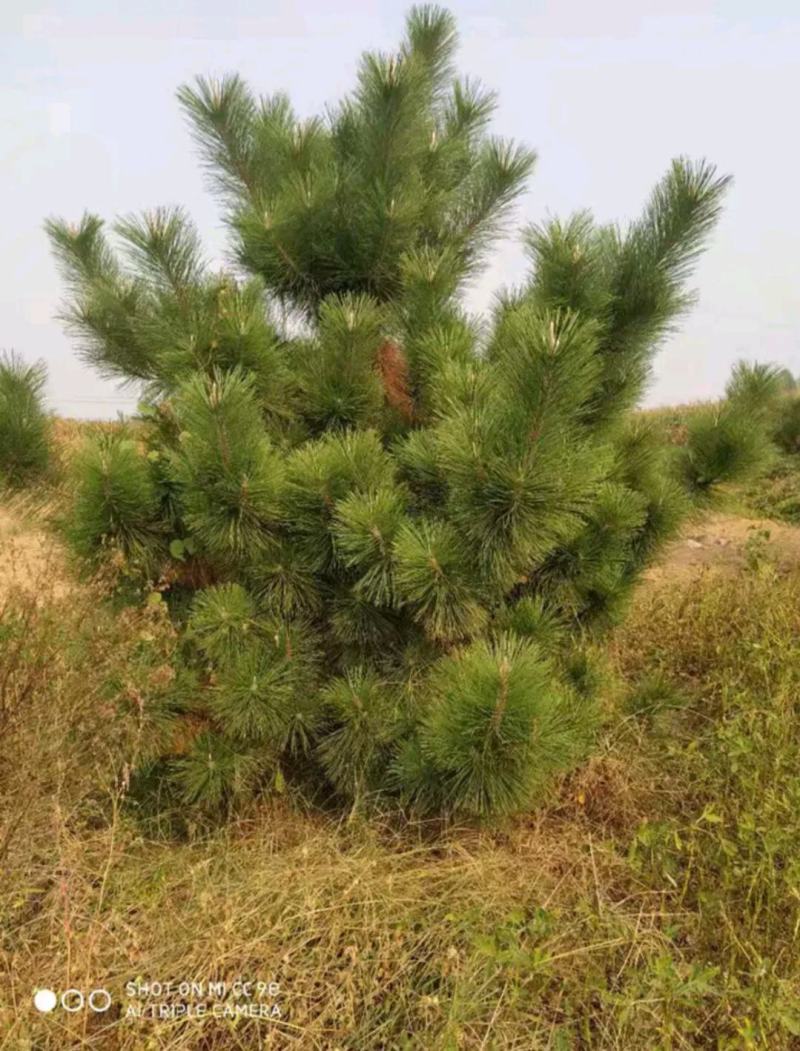 黑松（原生未整形高2~2.5米）