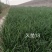 韭菜种子久18久星16基地种植耐寒不休眠品种久星系列种子