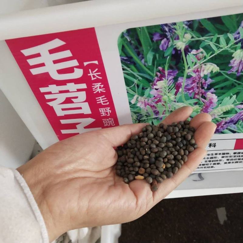 光叶紫花苕种子，改善土壤覆盖杂草果园绿肥牧草种子