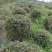 杜鹃球，冠幅60~120厘米，春鹃种植户基地直销