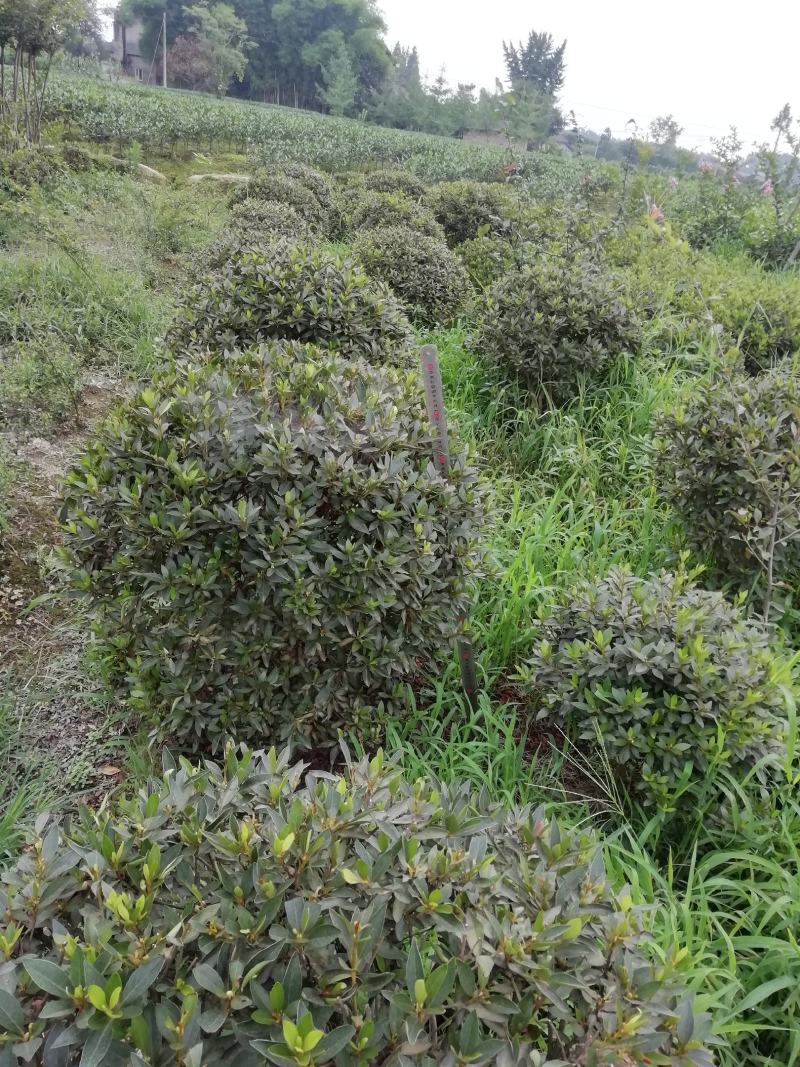 杜鹃球，冠幅60~120厘米，春鹃种植户基地直销