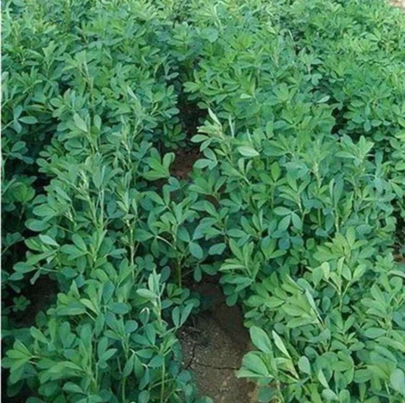紫花苜蓿牧草种子多年生牧草品种高蛋牧草耐寒性强南北方均可