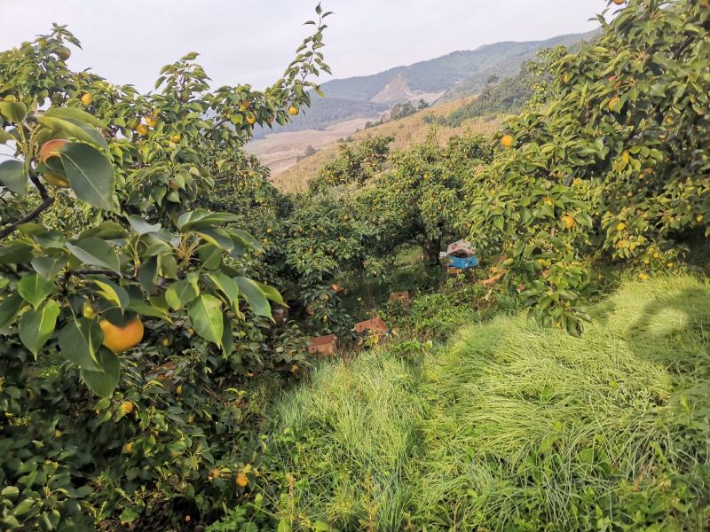 鞍山市海城市南果梨大量上市