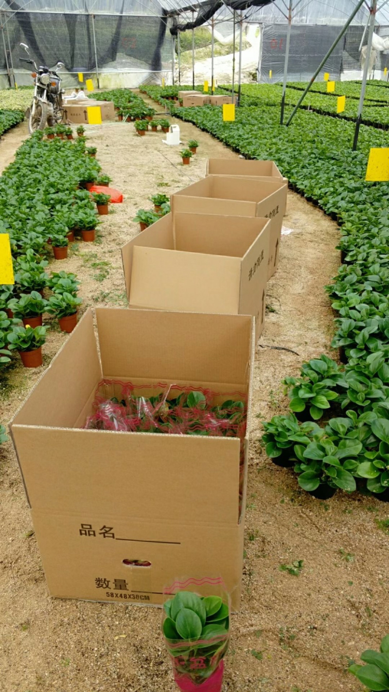 豆瓣绿青叶碧玉一盆6株基地苗圃直销一件起批量大从优