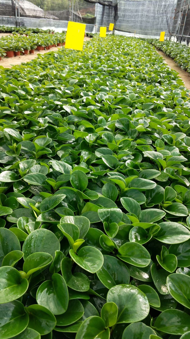 豆瓣绿青叶碧玉一盆6株基地苗圃直销一件起批量大从优
