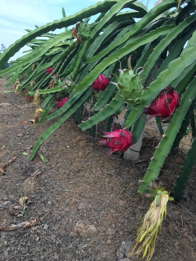 广西火龙果大量现货供应中