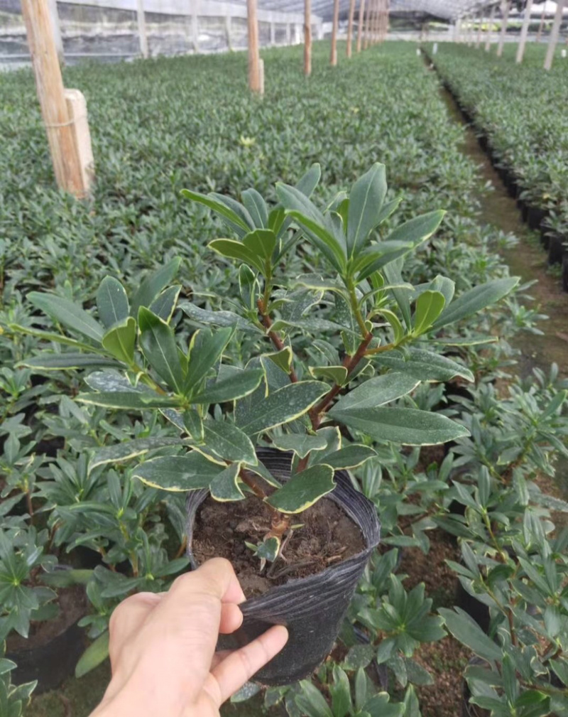 金边瑞香新品盆栽产地直销多种规格一件起批量大从优