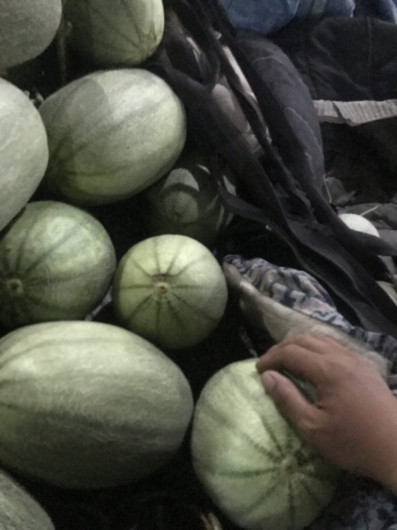 西州蜜25小蜜，脆甜！微信见头像
