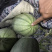 西州蜜25小蜜，脆甜！微信见头像
