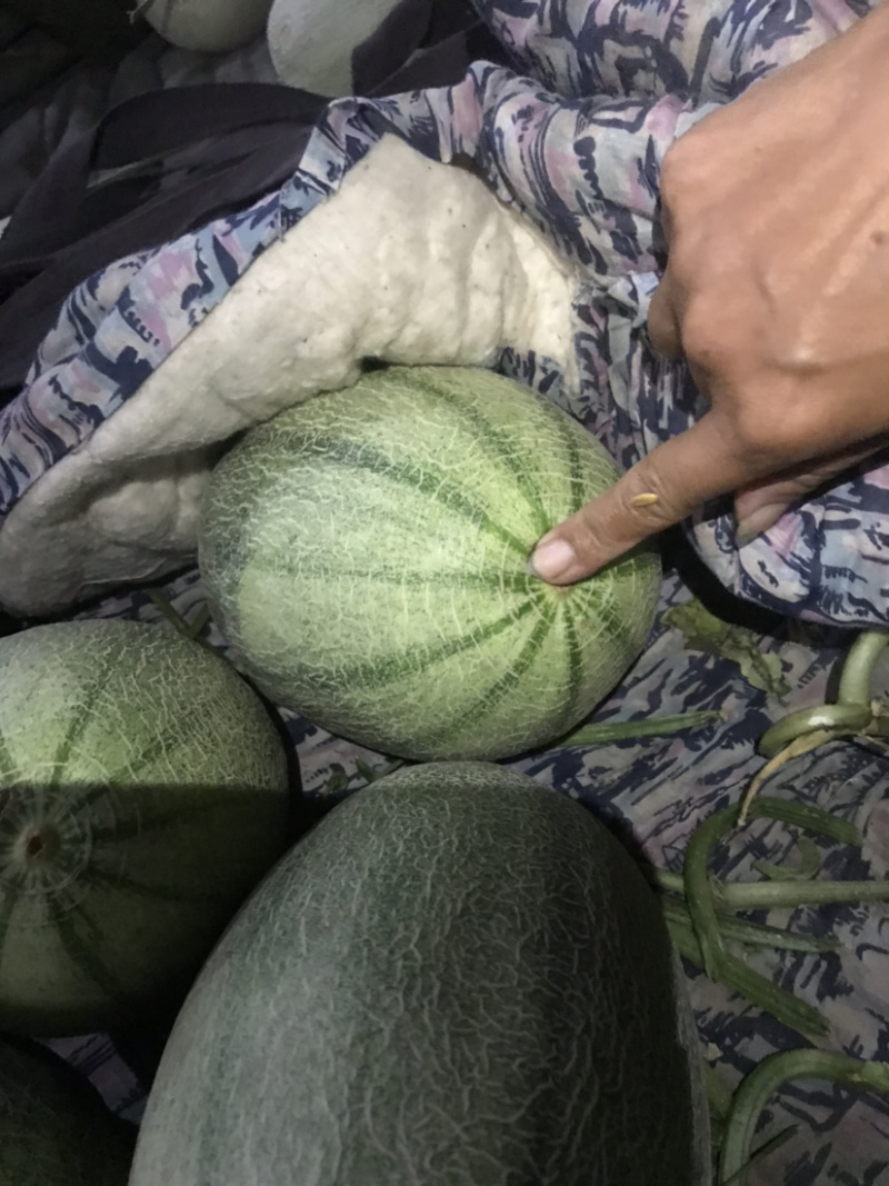 西州蜜25小蜜，脆甜！微信见头像