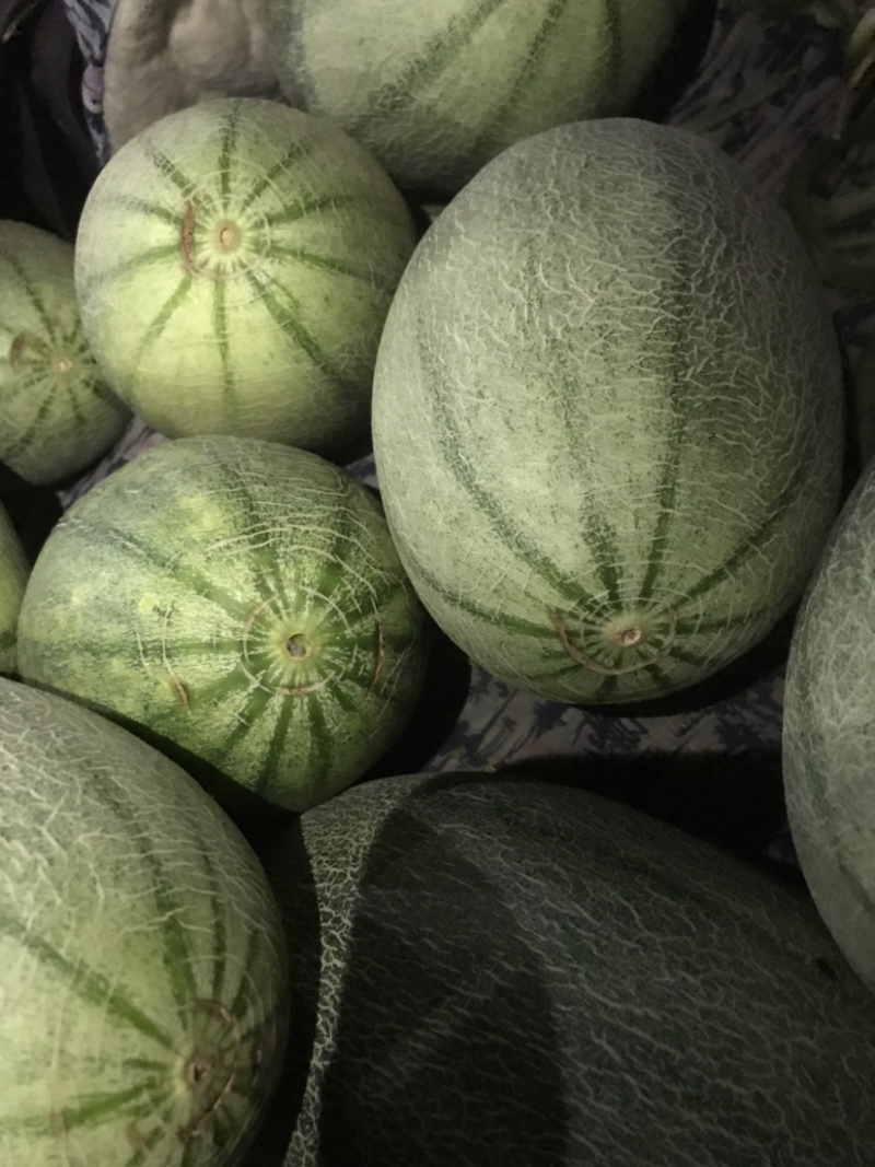 西州蜜25小蜜，脆甜！微信见头像