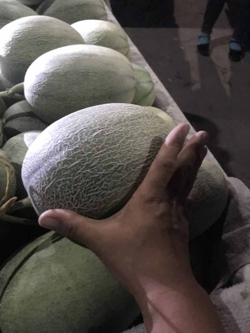 西州蜜25小蜜，脆甜！微信见头像