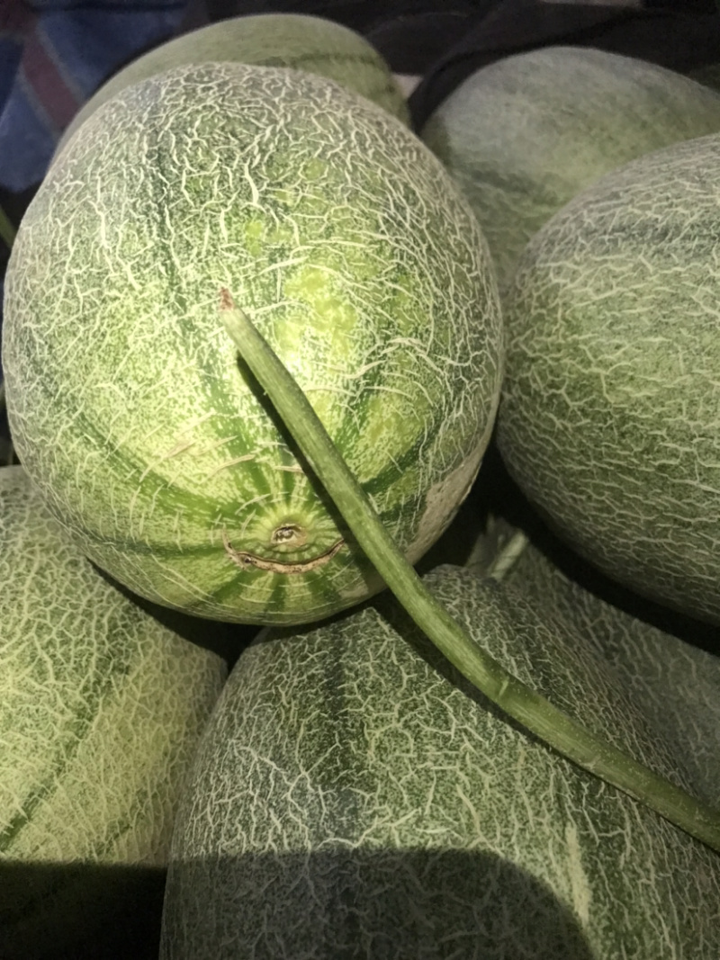 西州蜜25小蜜，脆甜！微信见头像