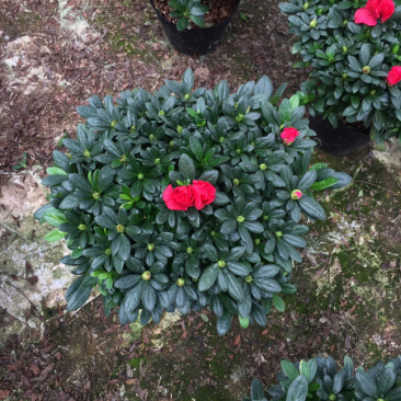 杜鹃花枚红杜鹃冠幅35公分一件起批量大更优惠