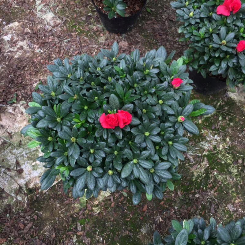 杜鹃花枚红杜鹃冠幅35公分一件起批量大更优惠