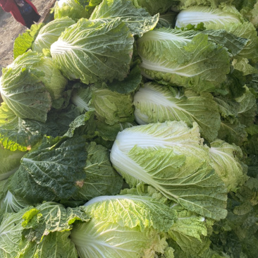 黄心菜大量上市有要的联系我