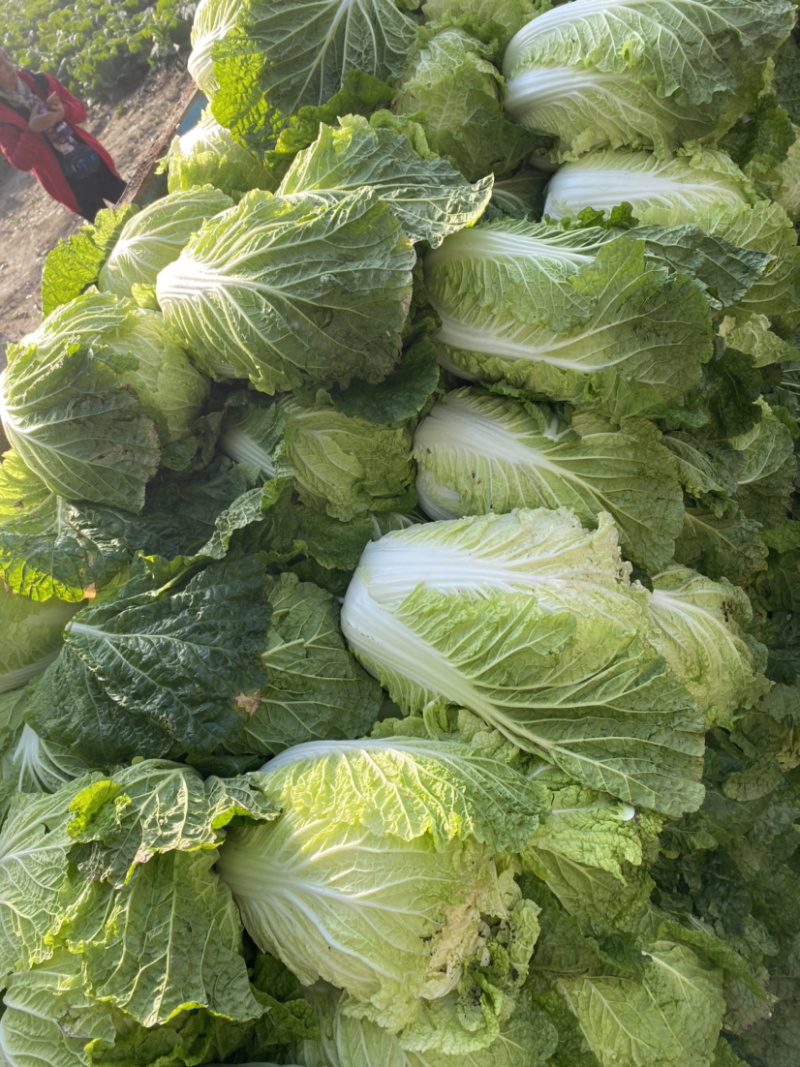 黄心菜大量上市有要的联系我