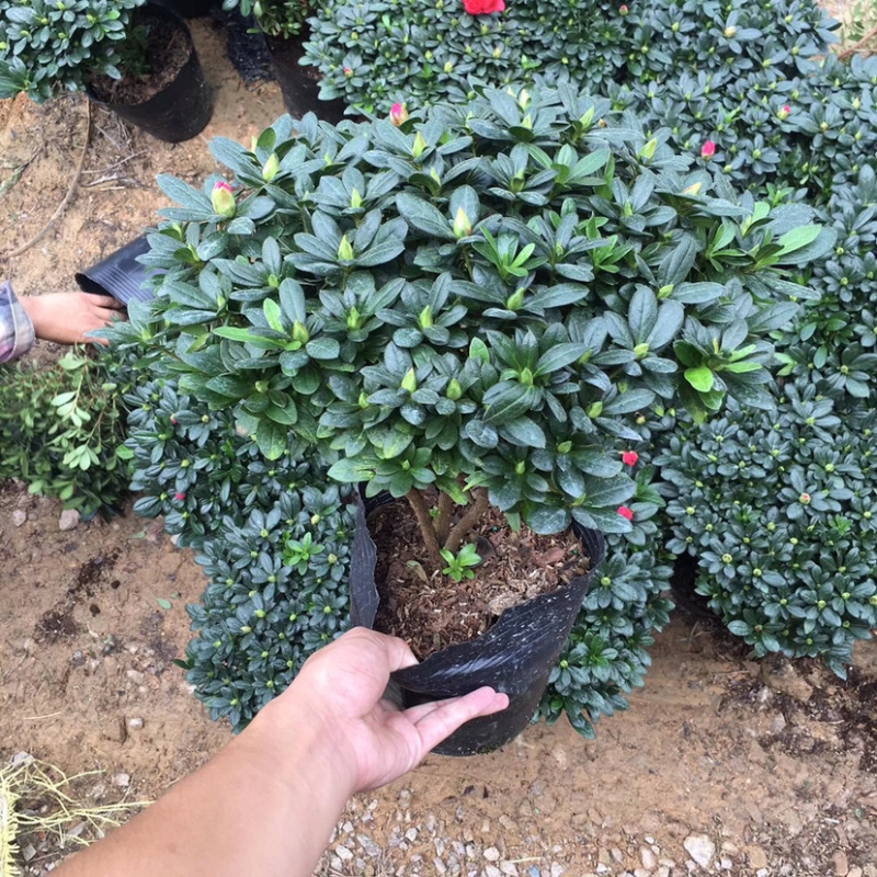 杜鹃花枚红杜鹃冠幅35公分一件起批量大更优惠