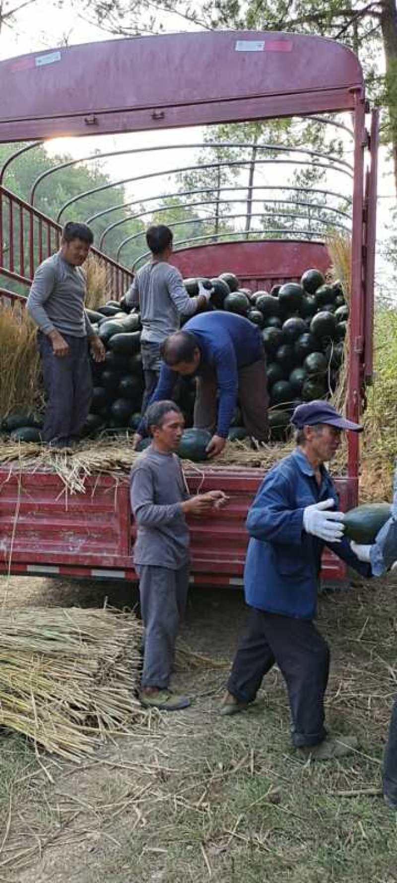 贵州生态农业种植，冬瓜