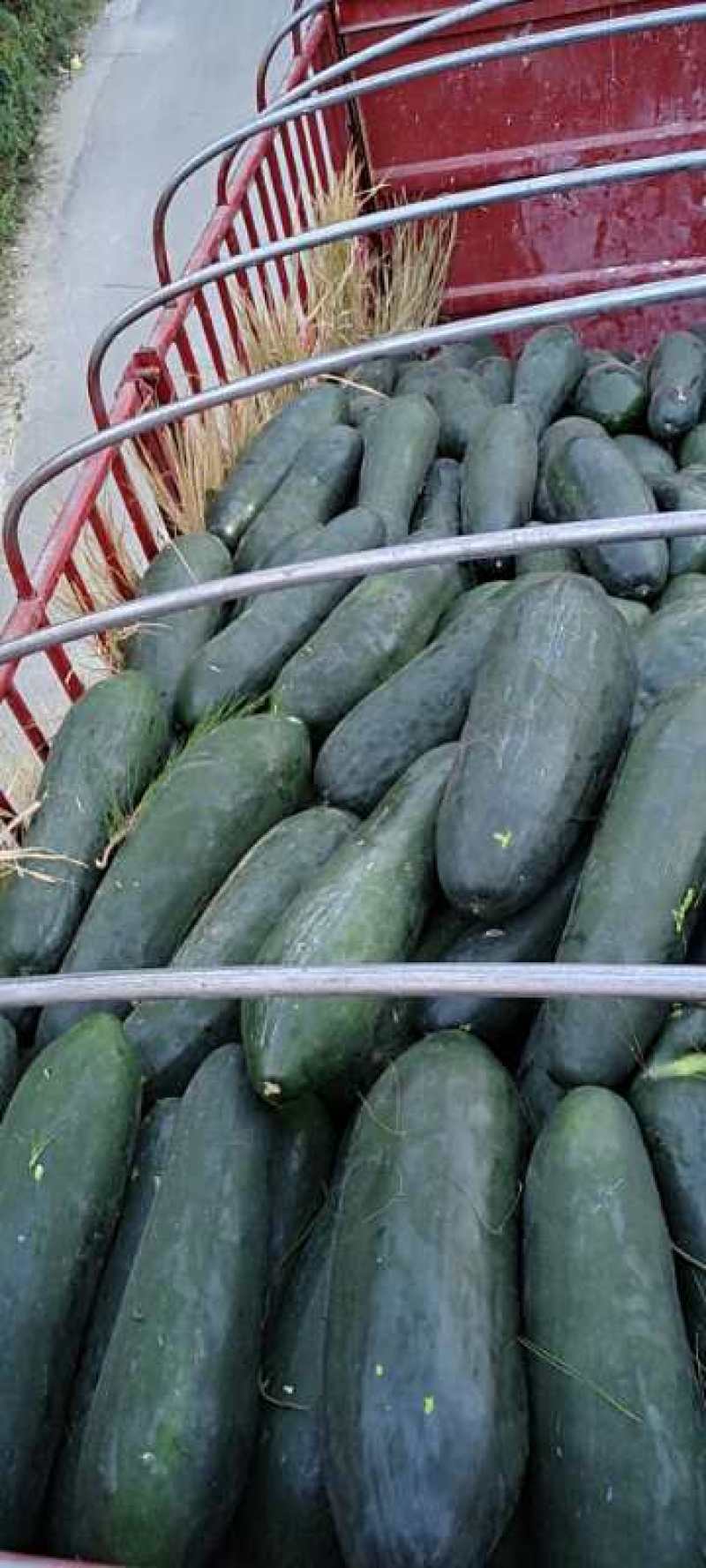 贵州生态农业种植，冬瓜