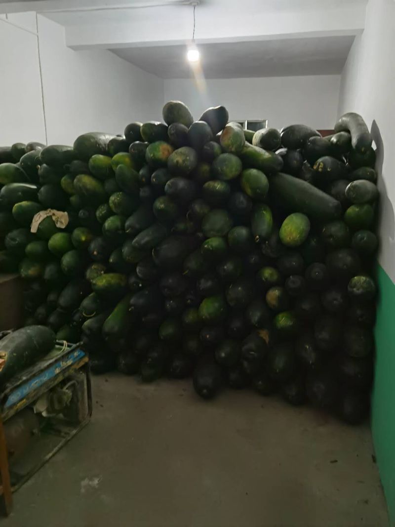 贵州生态农业种植，冬瓜