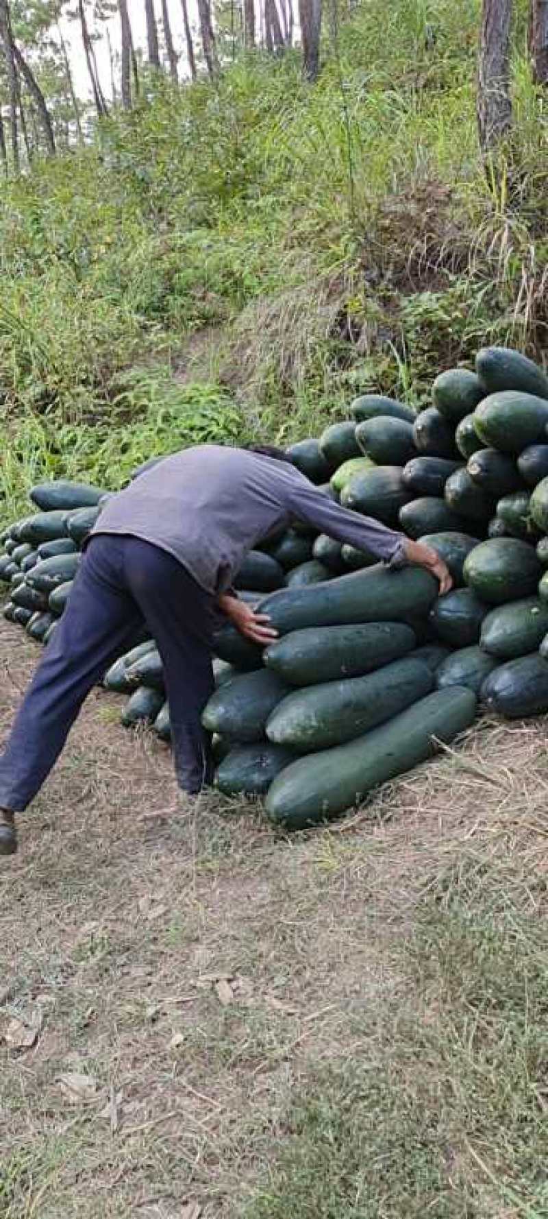 贵州生态农业种植，冬瓜
