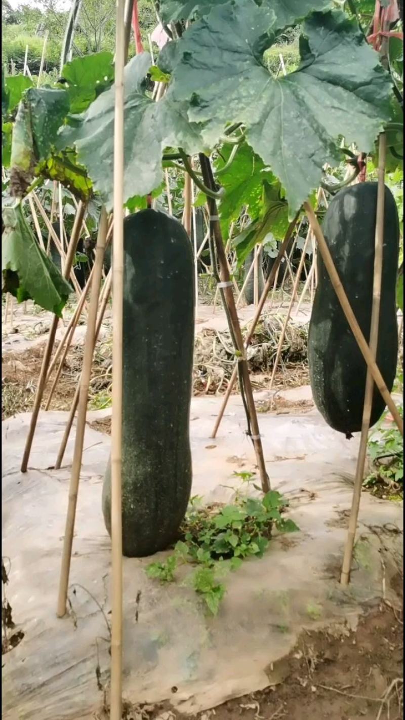 贵州生态农业种植，冬瓜