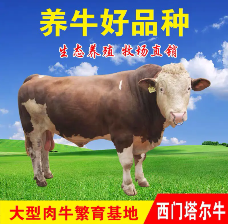 黄牛犊西门塔尔牛犊厂家直销无中介商让你买的放心