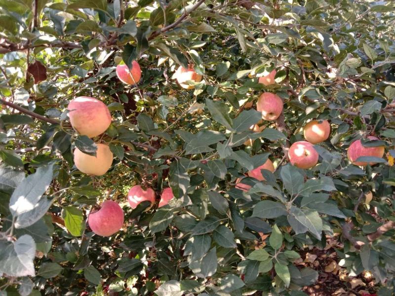 秋天的小山村红星苹果