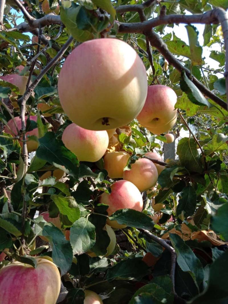 秋天的小山村红星苹果