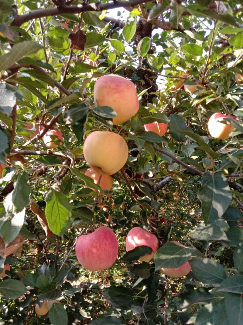 秋天的小山村红星苹果