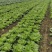 夏阳白菜优质供应超市电商等大型商超