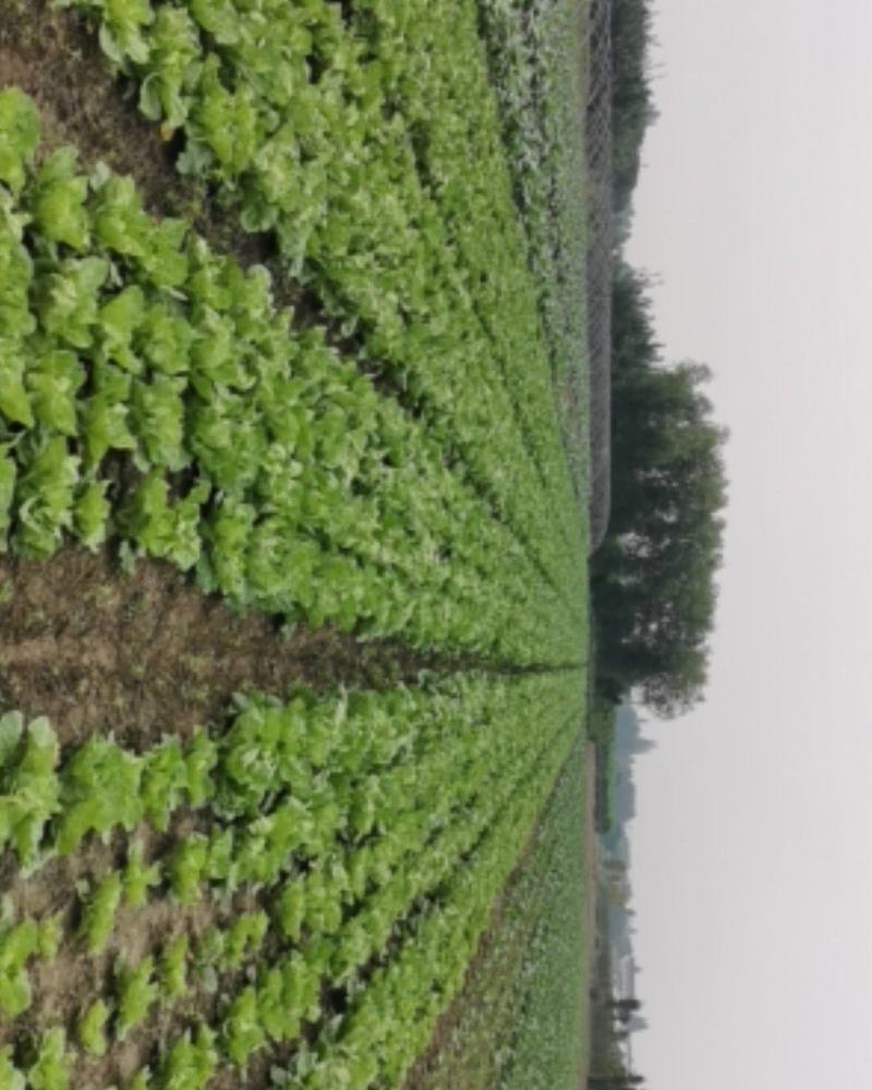 夏阳白菜优质供应超市电商等大型商超