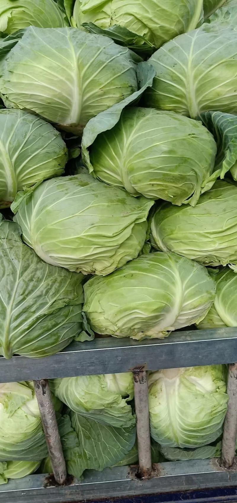莲花白包包菜大量有货物美价廉产地直发