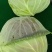 莲花白包包菜大量有货物美价廉产地直发