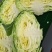 莲花白包包菜大量有货物美价廉产地直发