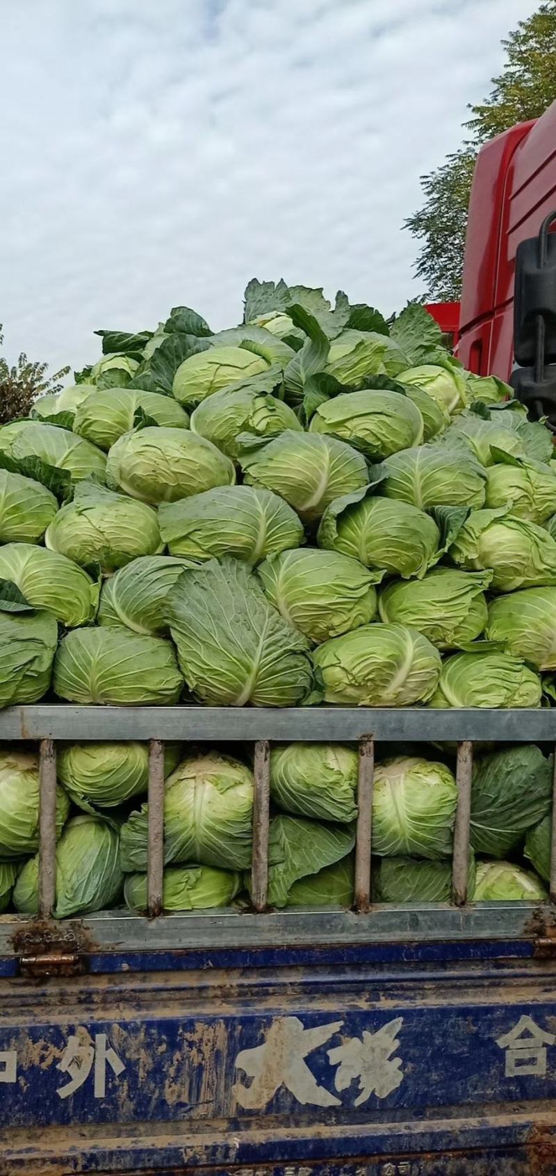 莲花白包包菜大量有货物美价廉产地直发