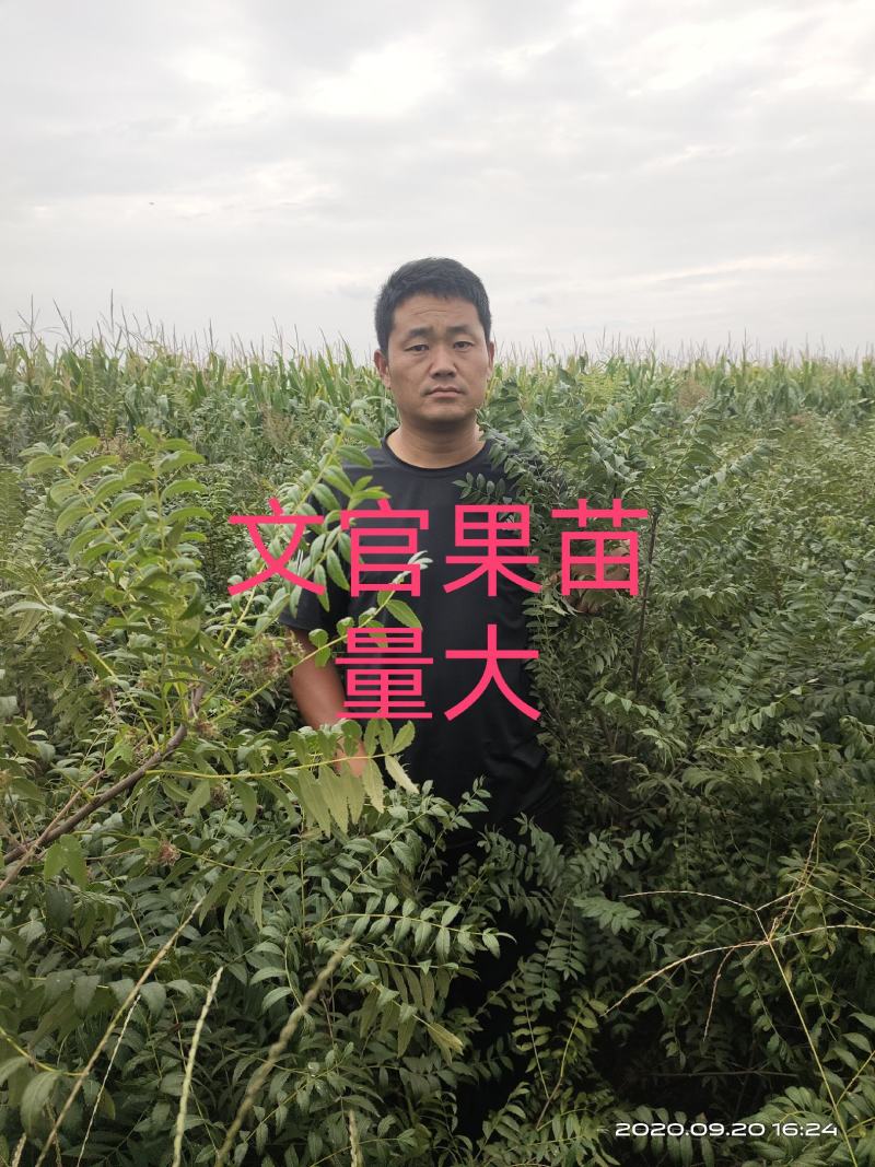 山西文冠果文官果木瓜苗一年生两年生一公分苗木
