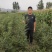 山西文冠果文官果木瓜苗一年生两年生一公分苗木