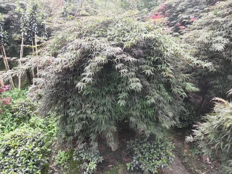 四川成都温江基地苗圃羽毛枫欢迎选购，规格齐全