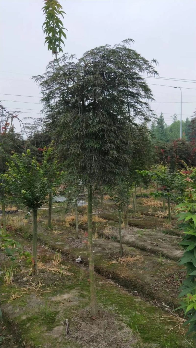 四川成都温江基地苗圃羽毛枫欢迎选购，规格齐全