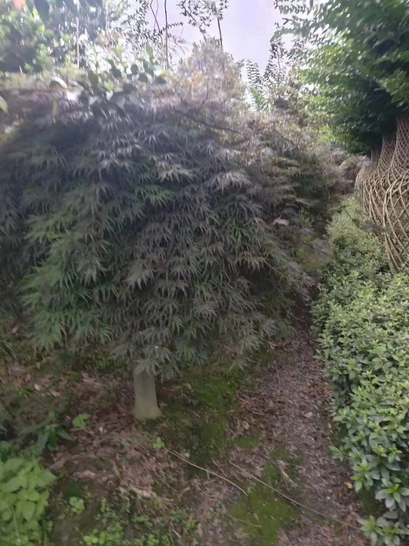 四川成都温江基地苗圃羽毛枫欢迎选购，规格齐全